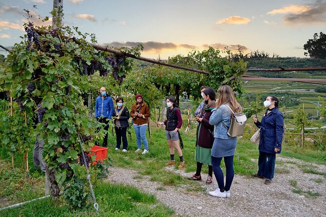 6 Wine Tasting in Valpolicella Classica: the cradle of Amarone - Tasting your wines: 6-bottle or 3-bottle options