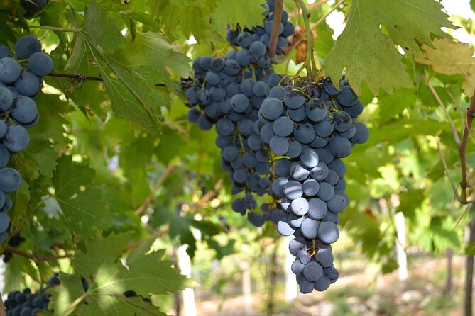 Amarone Della Valpolicella Wine Experience - Meet the Vogadori Family - Who should book this (and who might want to skip it)