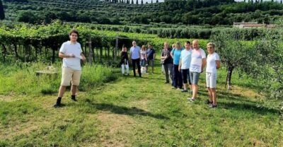 Bardolino: Vineyard Tour with Wine, Olive Oil & Food Tasting - Bardolino DOC in plain talk: grapes, weather, and how production works