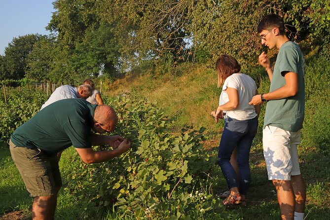 Beekeeping Farm Tour and Tasting Experience in Lazise - Logistics that actually affect your day