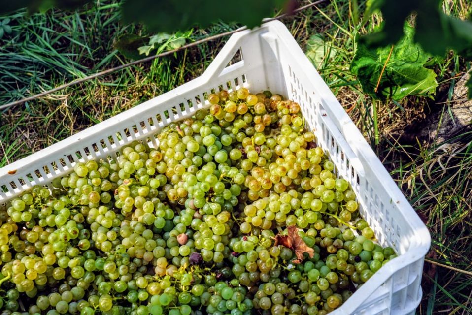 Desenzano: Lugana Wine-Tasting and Vineyard Tour - Snacks, water, and the pacing that makes $59 feel fair