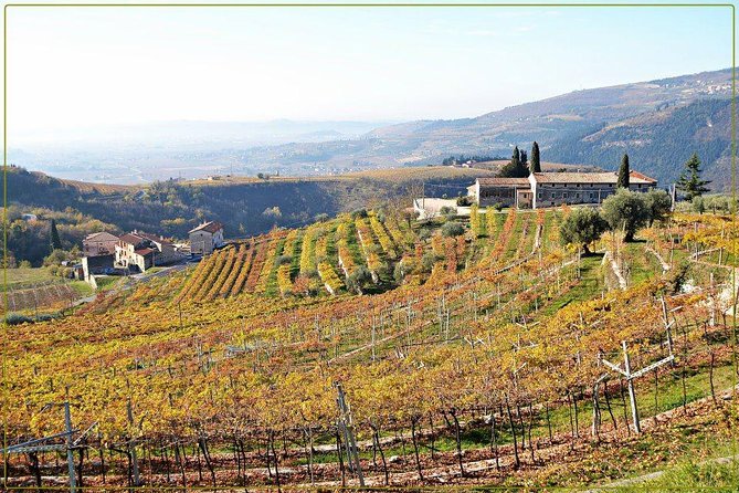 Discover Valpolicella Vineyards and Wine Tasting Experience - Food on the terrace: views, pacing, and why the timing works