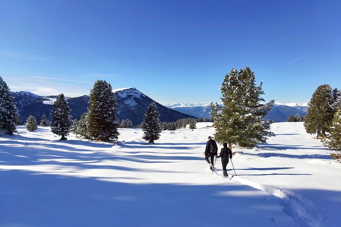 Dolomites of Cortina Winter Hiking & Sledding Experience - The Price Question: Is $225.58 Good Value?