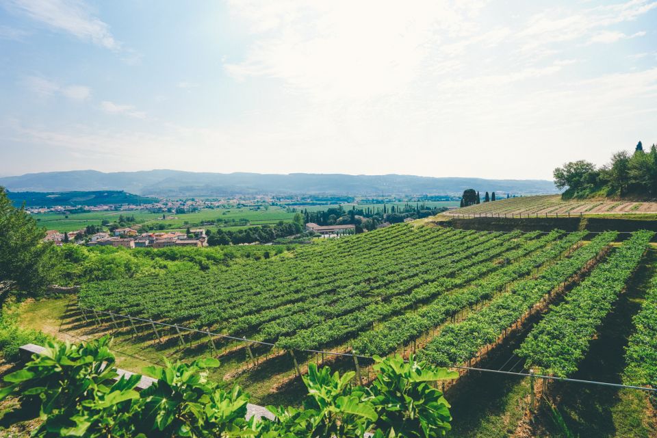 From Verona: Valpolicella and Amarone Wine Tasting Tour - Should you book this Valpolicella and Amarone tour?