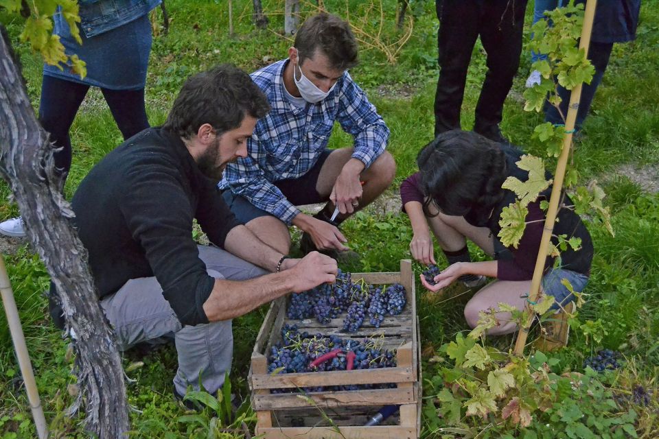 From Verona: Valpolicella Winery Tour with Amarone Vintages - Pairing with food: why breadsticks and cheese boards change the tasting