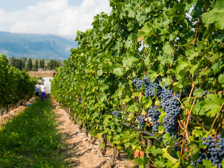 Lake Garda: Garda Hills Wine Tour and Tasting - The tasting lineup: 4 estate wines, local food, and Garda olive oil