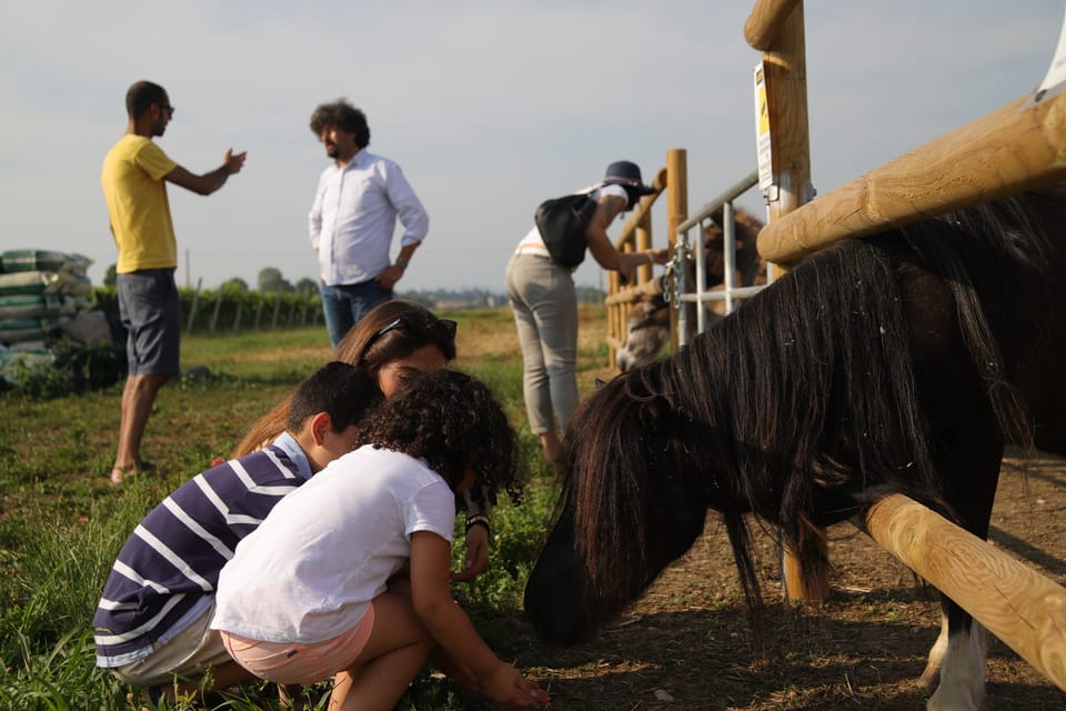 Lazise: Biodynamic Farm Tour and Natural Wine Tasting - Walking the biodynamic farm: vines, gardens, beehives, animals