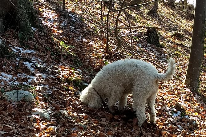 Truffle hunting and lunch experience in a restaurant - Lunch With Your Truffles: What “Truffle-Focused” Really Means