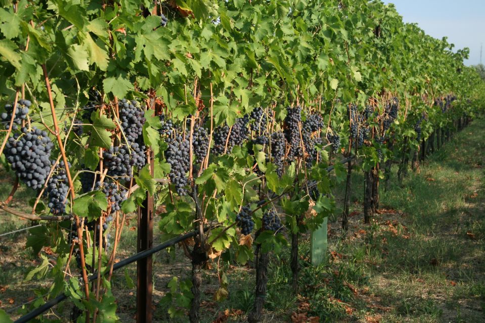 Verona: Wine Tasting with Snacks and Panoramic Views - Price and Value: Is $53 Worth It?
