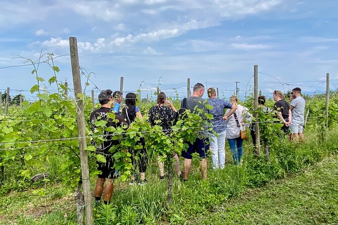 Wine Tasting and Tour of Lugana Wines in Sirmione - Key Things I’d Mark on Your Plan