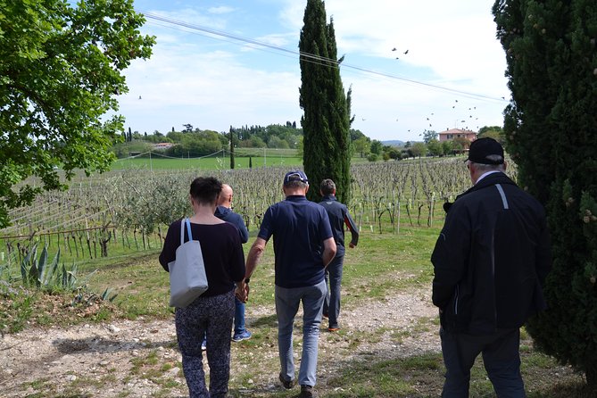 Winery Tour and Tasting of Garda Wines in Lazise - The Tasting Room Spread: 6–8 Wines Plus Olive Oil, Bread, and Local Plates